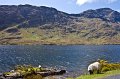 24. Sheep graze at Doo Lake